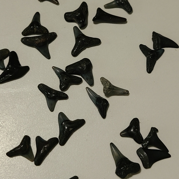 Fossilized Sharks Teeth 25 - Picture 2 of 5